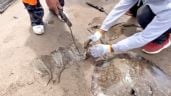 Foto ilustrativa de la nota titulada: Despiden a directora de Ecología de Huatabampo, Sonora; mandó a mutilar mantarrayas