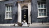 Foto ilustrativa de la nota titulada: ¿Cuál es el protocolo ante la muerte de Larry, el gato de la residencia del primer ministro?