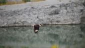 Foto ilustrativa de la nota titulada: Cemex cuida la naturaleza y la inmortaliza en fotos