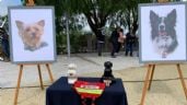 Foto ilustrativa de la nota titulada: Tribunal busca reducir la pena al sujeto que envenenó a los perros rescatistas Athos y Tango