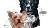 Foto ilustrativa de la nota titulada: Dan 10 años de prisión a hombre que envenenó a los perros rescatistas Athos y Tango