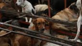 Foto ilustrativa de la nota titulada: Permiten al Gobierno de la CDMX dar en adopción a perros del Refugio Franciscano