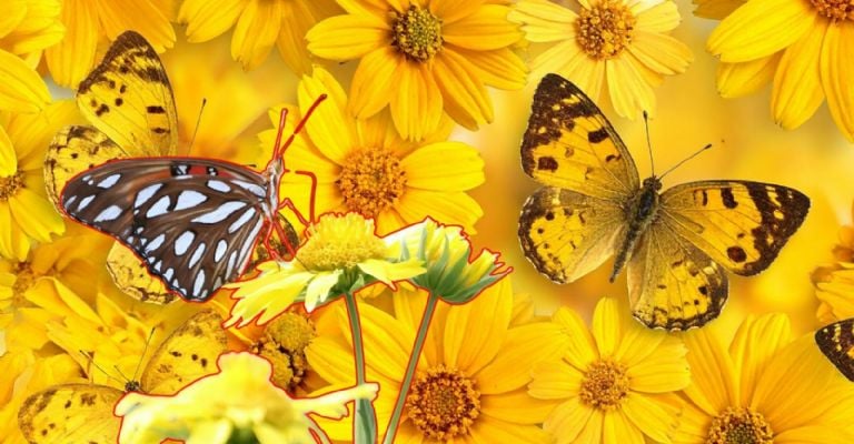 f768x400-243737_287640_5050 Por que se regalan flores amarillas fechas origen y significado de esta tendencia viral