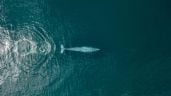 Foto ilustrativa de la nota titulada: Denuncian riesgo para ballenas por proyecto de CFE en BC Sur