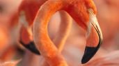Foto ilustrativa de la nota titulada: Hagerman reúne a Julieta Venegas en “Flamingos”, documental sobre las aves de Yucatán