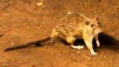 Foto ilustrativa de la nota titulada: Tres muertos por hantavirus en un crucero de lujo que partió desde Argentina hacia Canarias
