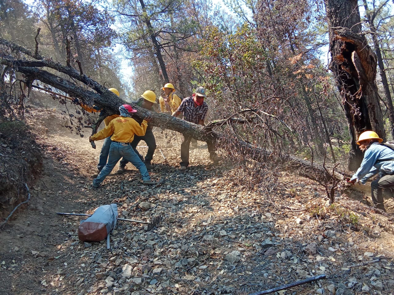 Combatientes trabajan para liquidar nueve incendios forestales en Chihuahua