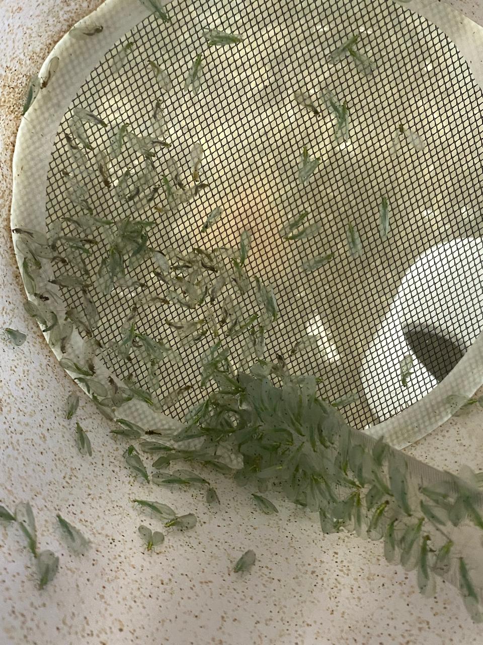 Promueve SDR el uso de insectos benéficos para proteger cultivos y reducir el uso de agroquímicos