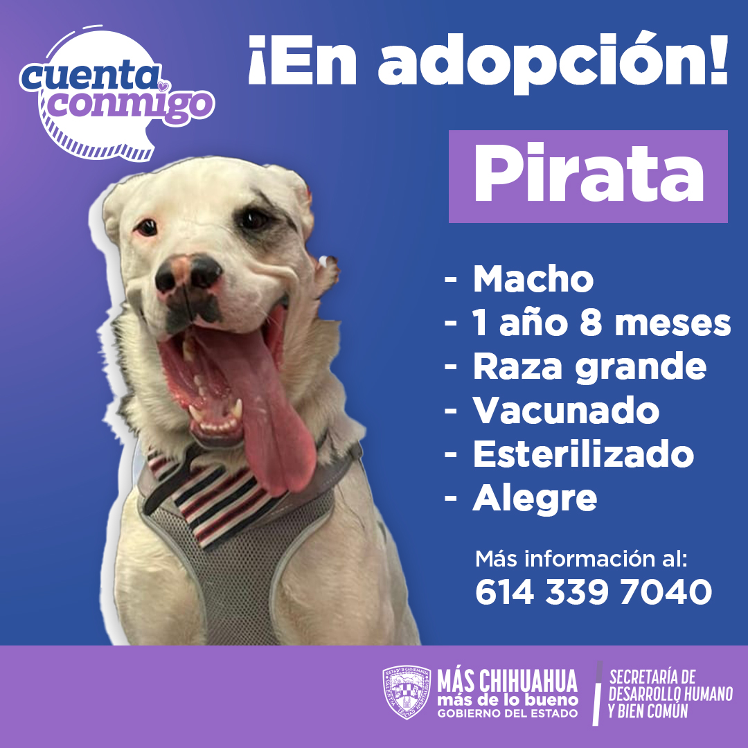 Promueve Estado la adopción responsable de mascotas
