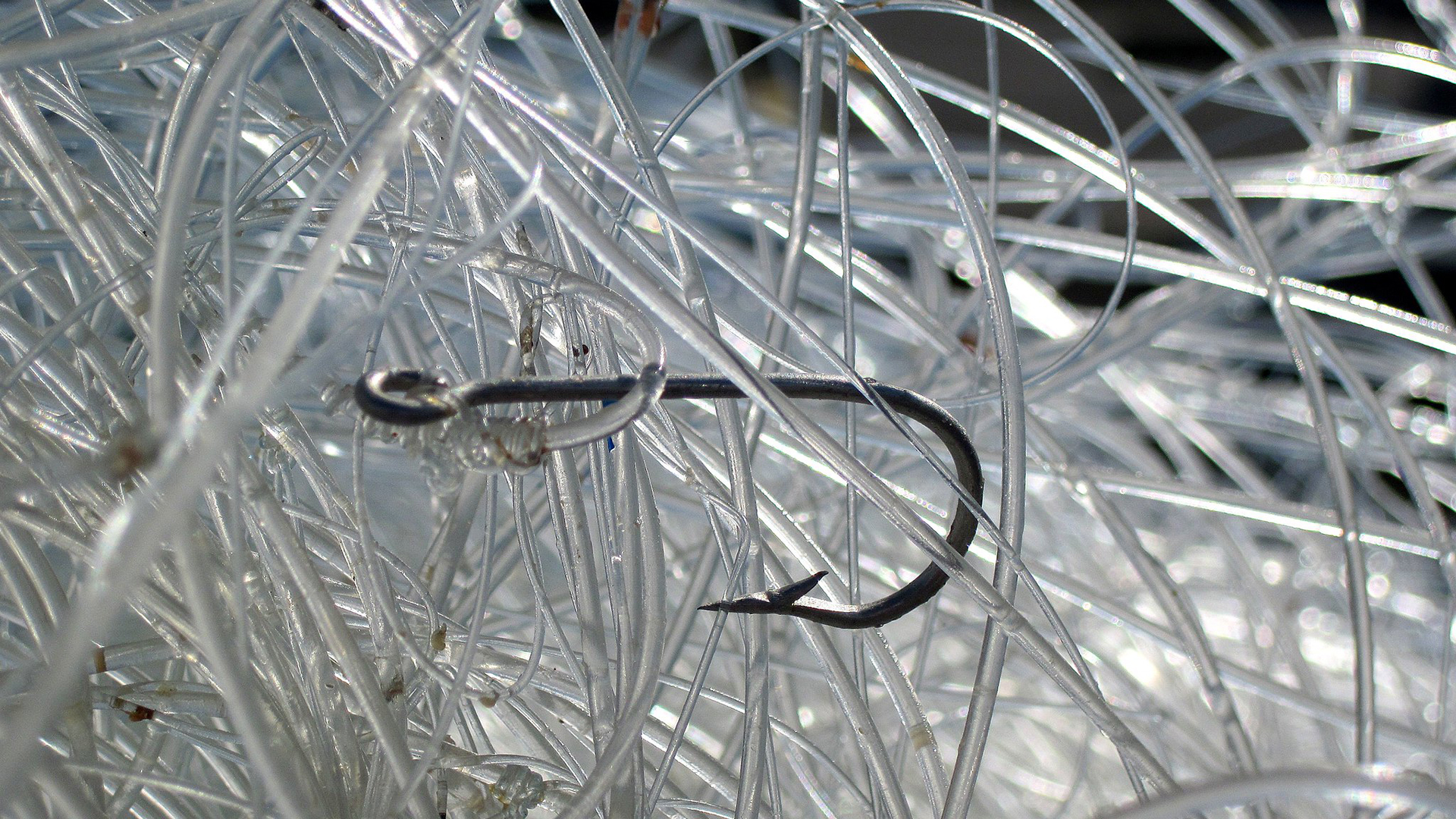 Prevén cambios en la pesca mundial por el ‘reverdecimiento’ del océano en los polos