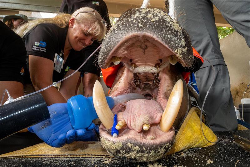 Zoológico de Miami somete a examen médico a su hipopótamo pigmeo en peligro de extinción - 2d0edbf9c690e0524479e0249b8a499f47acf954w-1024x684