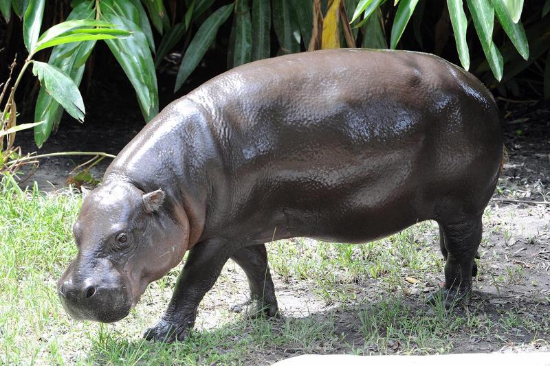Zoológico de Miami somete a examen médico a su hipopótamo pigmeo en peligro de extinción - a151f273ca43e70b79f7bfd492f5f27421daf52ew-1024x682