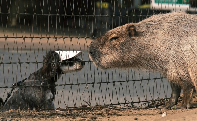 Día del Capibara: los roedores más amistosos y ahora, peluches de moda - capibara-cerca-de-un-perro