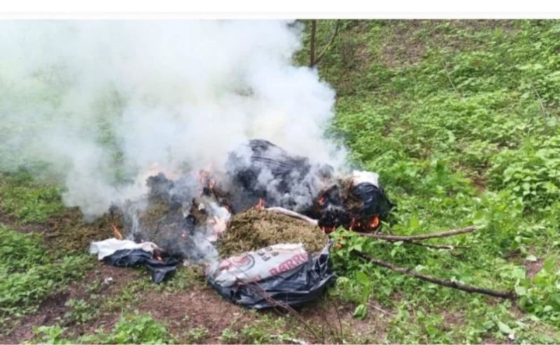 Siguen operativos de fuerzas federales en Sinaloa; aseguran autos y drogas - destruccion-de-droga-en-sinaloa