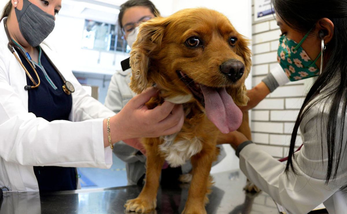 Día Mundial del Perro: campañas de esterilización gratuita en CDMX y Edomex