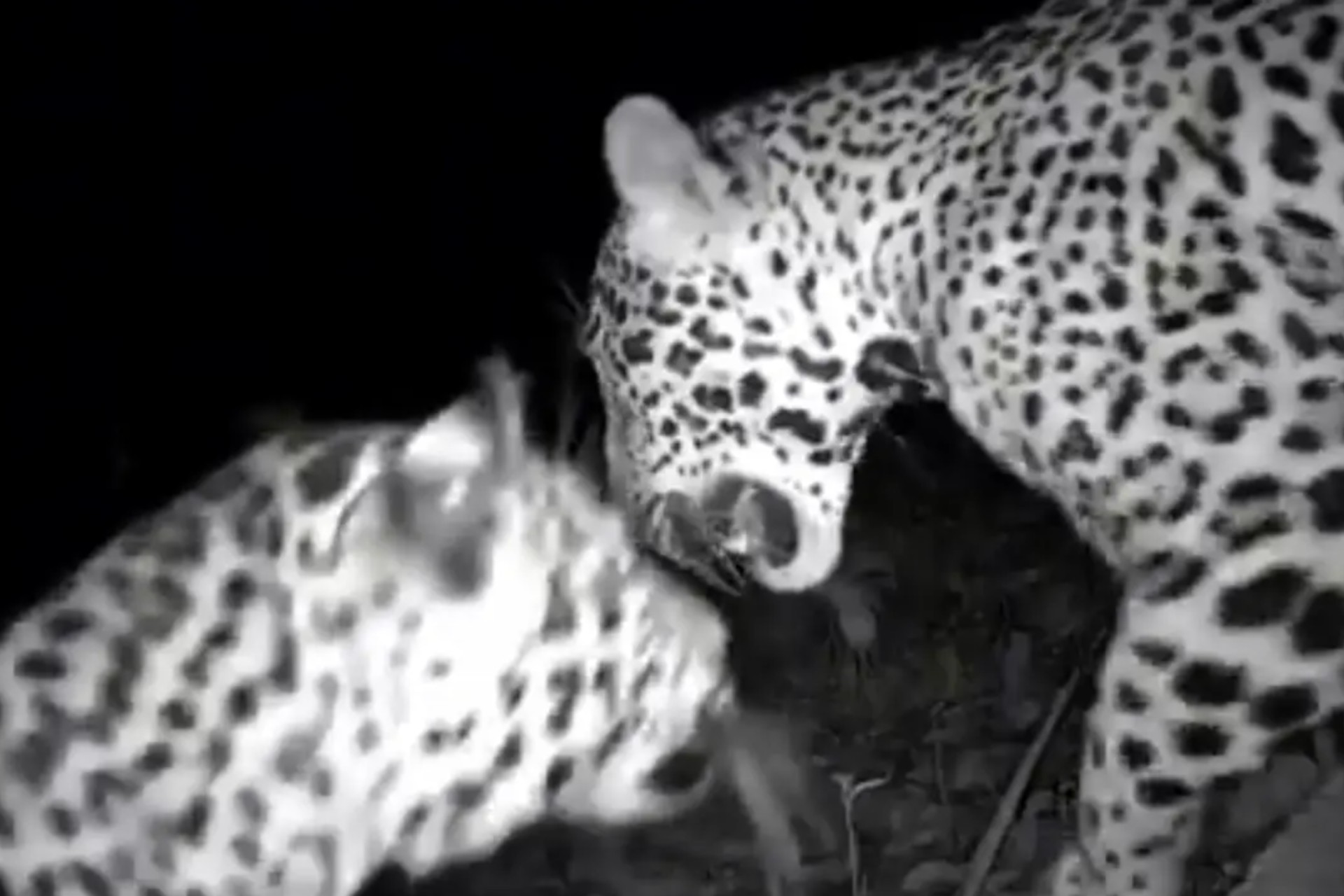 Video: Cámara capta a dos jaguares cerca de Chichén Itzá