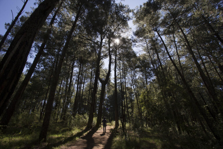 medio-cambiente-defensores-mexico-bosque