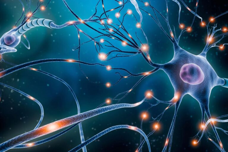 neuronas