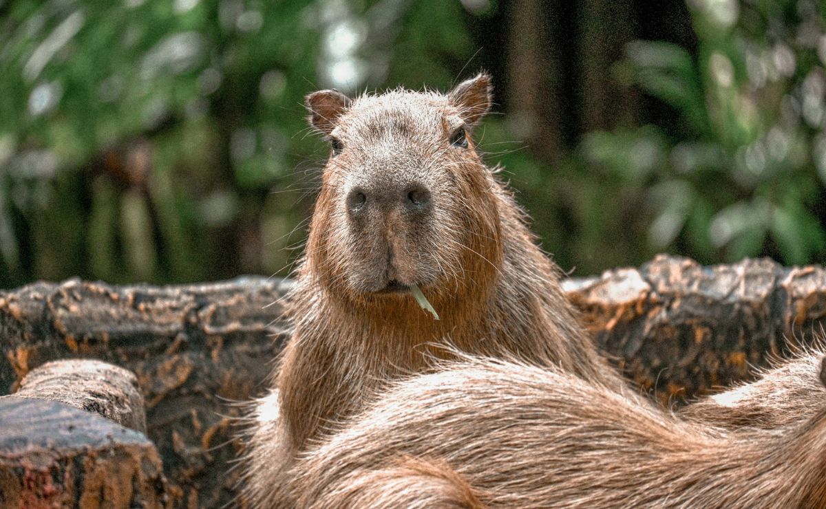Día del Capibara: los roedores más amistosos y ahora, peluches de moda