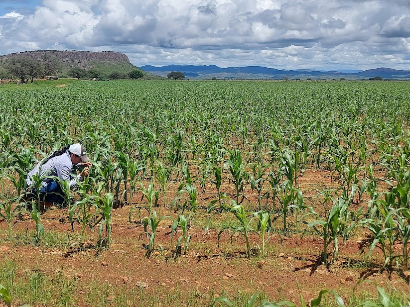 Lluvias fortalecen más de 375 mil hectáreas de cultivos de maíz, frijol, avena y sorgo en el estado: SDR