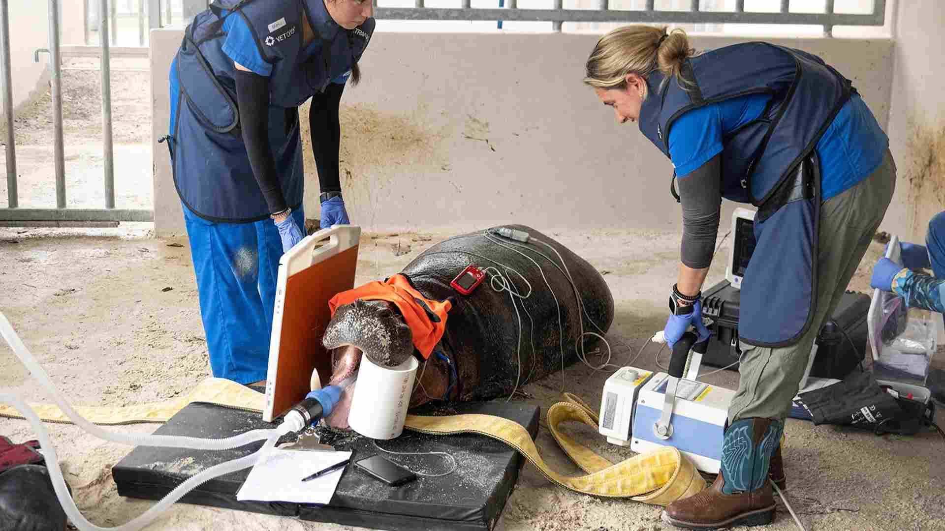 Zoológico de Miami somete a examen médico a su hipopótamo pigmeo en peligro de extinción