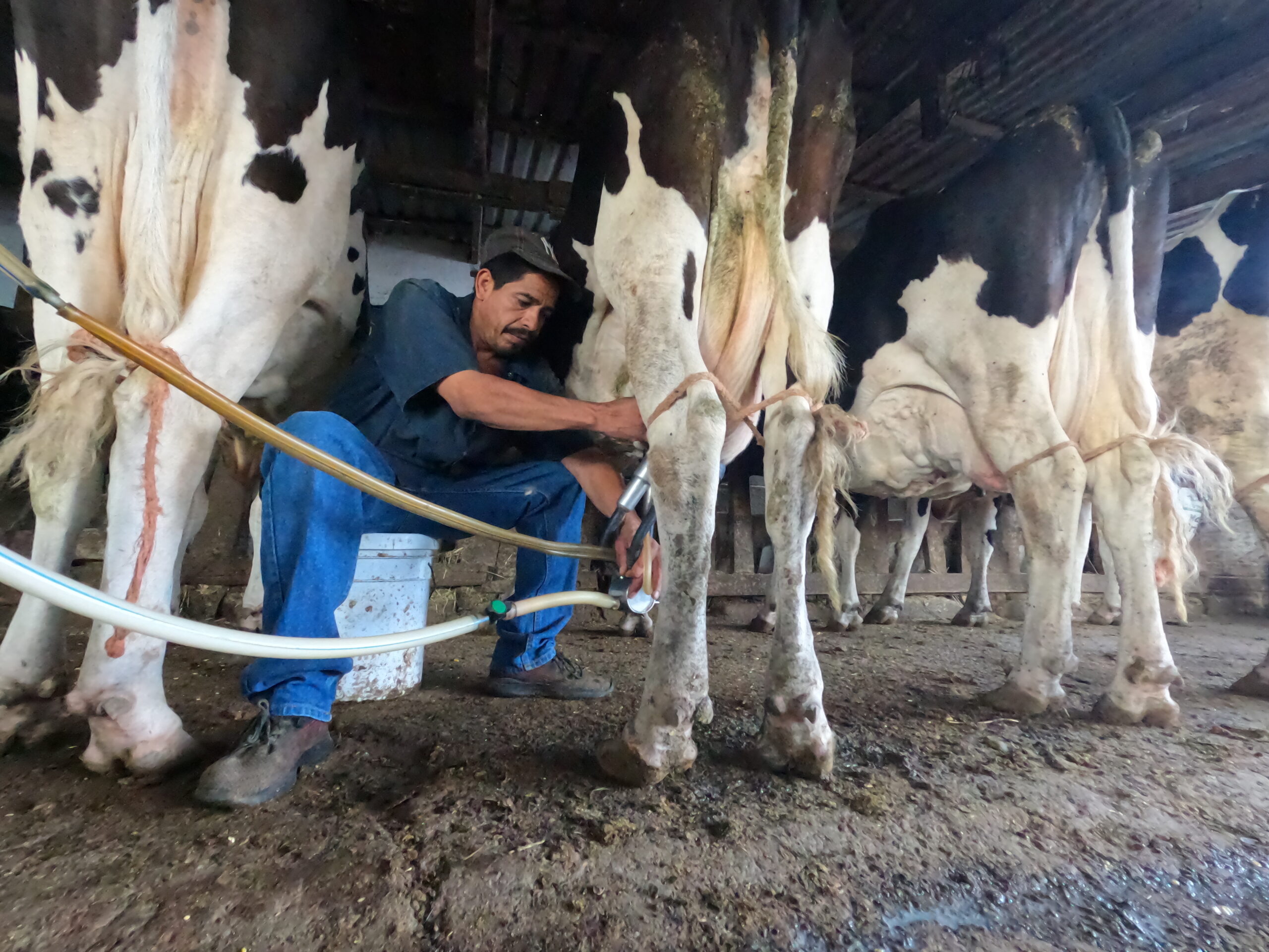 Invita Secretaría de Desarrollo Rural a productores agropecuarios a aprovechar los apoyos y seguros que tiene disponibles