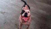 Foto ilustrativa de la nota titulada: Niño de 8 años muere tras ser atacado por dos perros sueltos