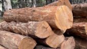Foto ilustrativa de la nota titulada: Denuncian tala disfrazada de saneamiento en el parque Nacional La Malinche