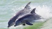 Foto ilustrativa de la nota titulada: Diputados aprueban la reforma que prohíbe el uso de animales marinos en espectáculos