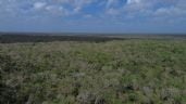 Foto ilustrativa de la nota titulada: Greenpeace pide publicar prohibición a Cemex para extraer material de la selva de Tulum