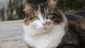 Foto ilustrativa de la nota titulada: Día Mundial del Gato: Guía completa sobre el SIDA felino (VIF)