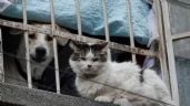 Foto ilustrativa de la nota titulada: Avanza dictamen que reconoce a animales como seres sintientes en CDMX