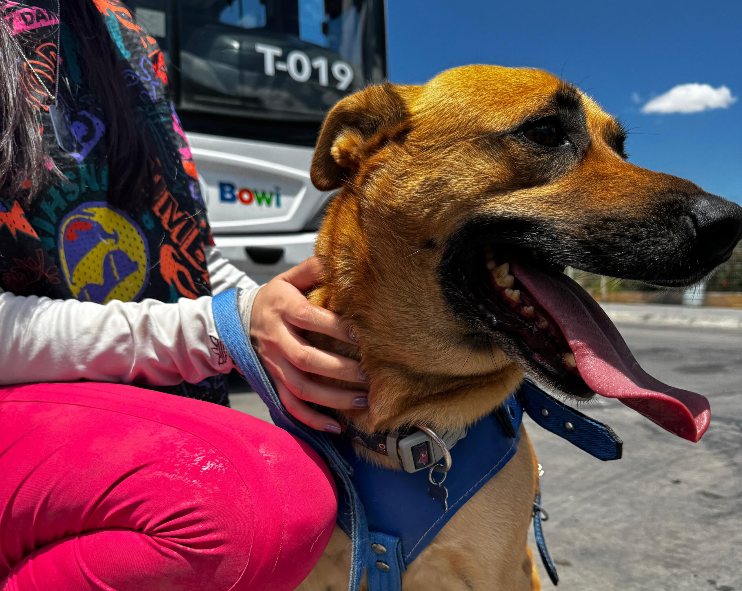 Informa OTV sobre requisitos e indicaciones al llevar un perro guía o de apoyo emocional