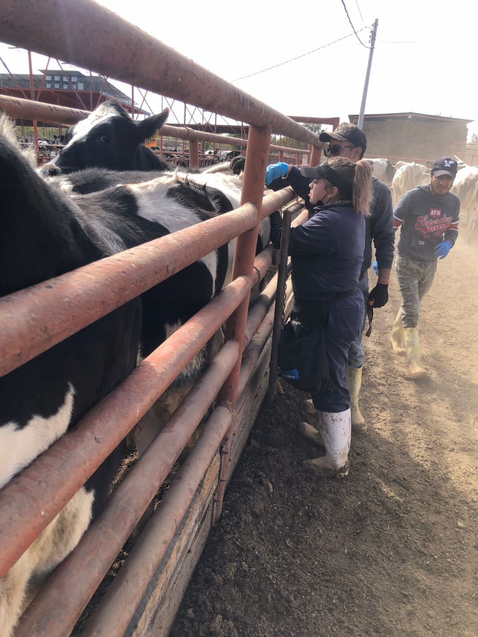 Refuerza Gobierno del Estado acciones sanitarias vs la tuberculosis bovina
