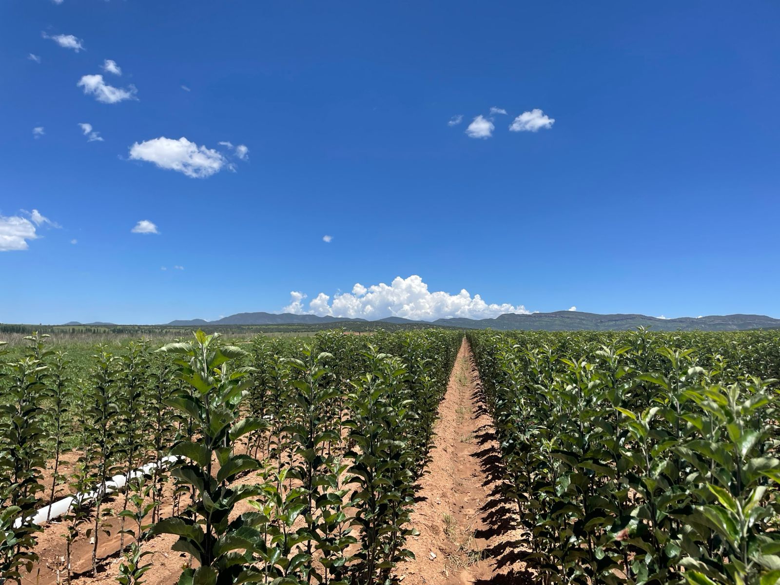 Impulsa SDR la producción de manzanas a través del Vivero Estatal