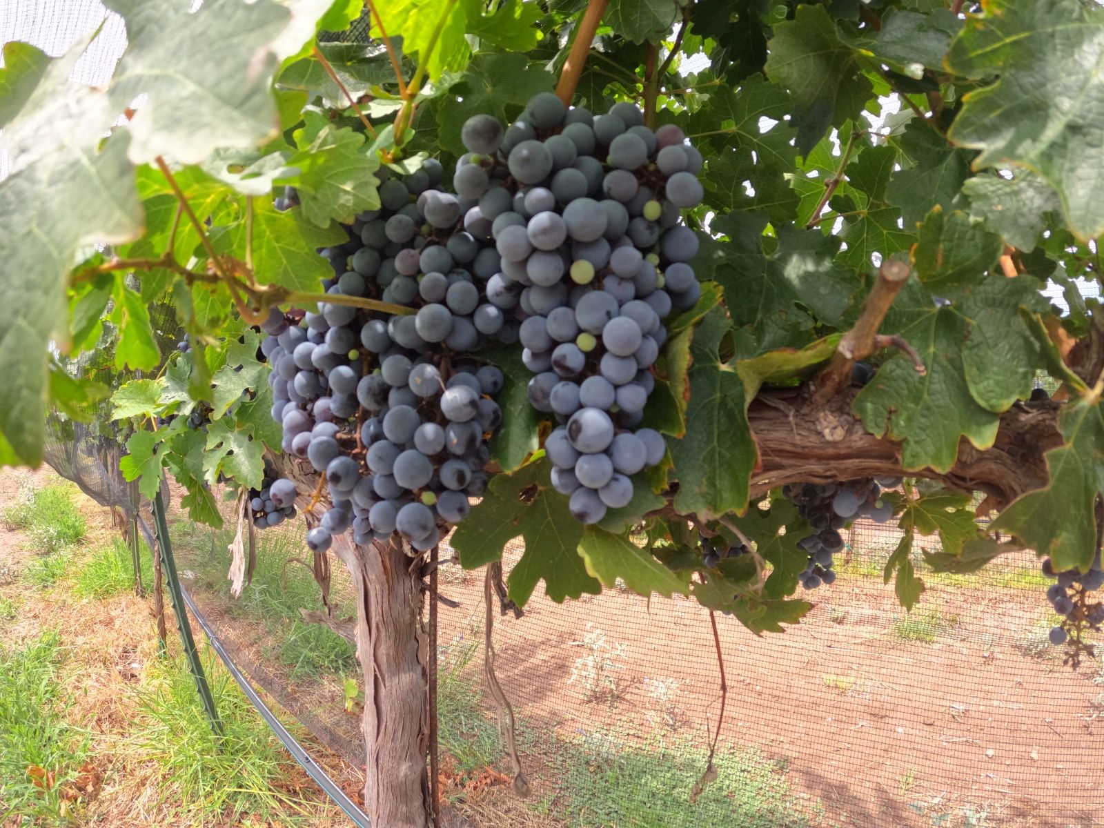 Produce anualmente viñedo de Gobierno del Estado 10 toneladas de uva