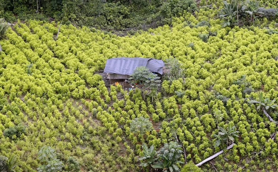 cultivo_cocaina_colombia Petro anuncia que Estados Unidos descertificará a Colombia en la lucha contra las drogas