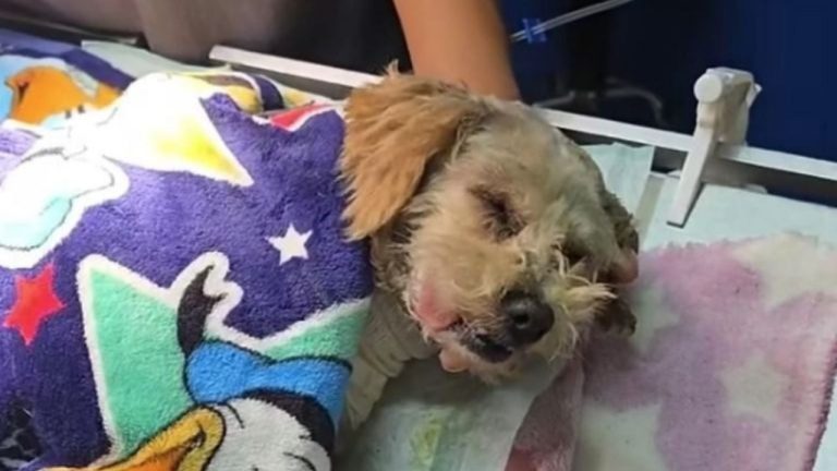 f1280x720-231962_363637_5050