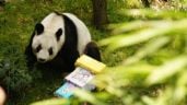 Foto ilustrativa de la nota titulada: La panda gigante Xin Xin está “en la etapa final de su vida”: Sedema