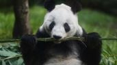 Foto ilustrativa de la nota titulada: “Si se va ella, yo también”: cuidador de la osa panda Xin Xin en el zoológico de Chapultepec