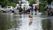 Foto ilustrativa de la nota titulada: Azotarán lluvias intensas con riesgo de encharcamientos e inundaciones entre lunes y jueves