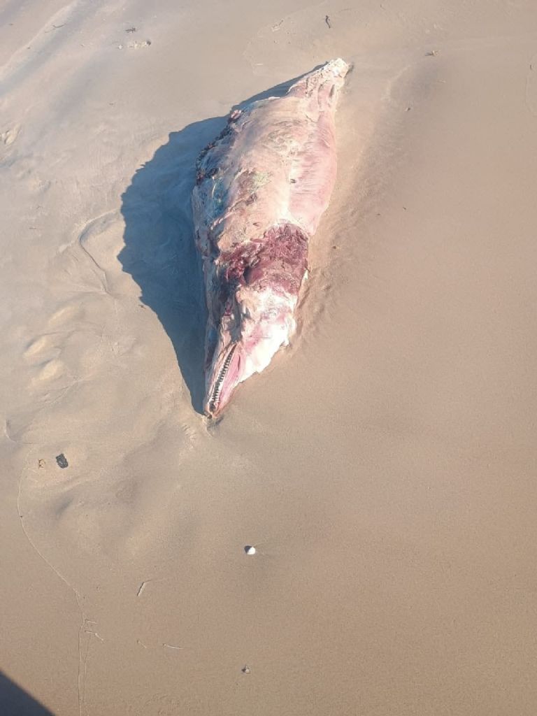 f768x1-231827_231954_5050