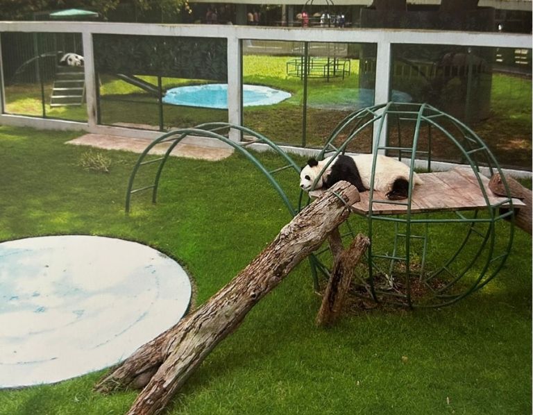 f768x1-232262_232389_5050 Xin Xin, la última panda gigante en Latinoamérica, vive en el Zoológico de Chapultepec