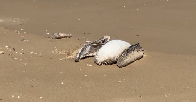 f768x400-231825_275728_5050