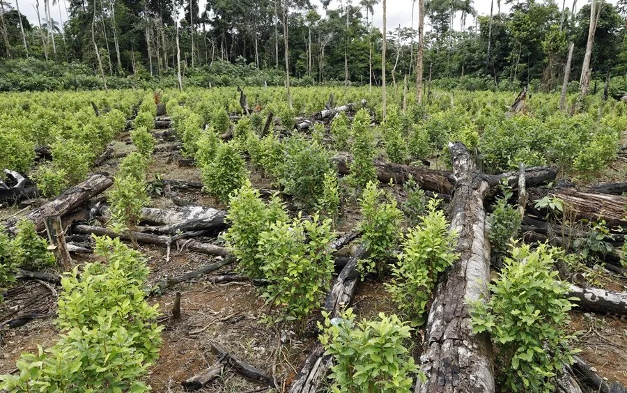 Petro considera "una injusticia" y "un insulto" la 'descertificación' de EE.UU. a Colombia en la lucha antidrogas