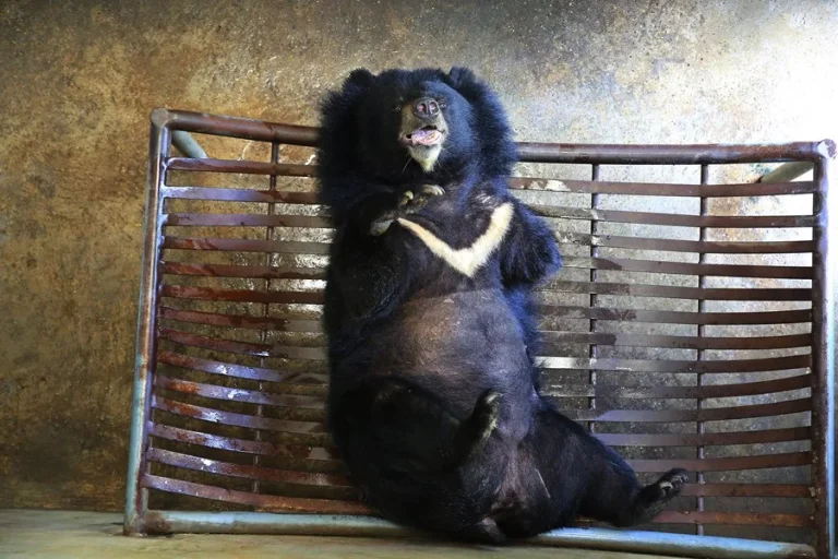 lin06-correccion-archivo-eeuu-animales