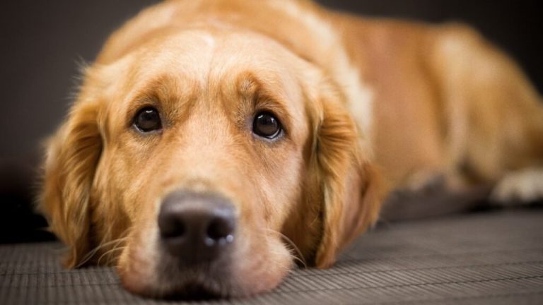 perro-epilepsia-redes-041403-1024x576-1