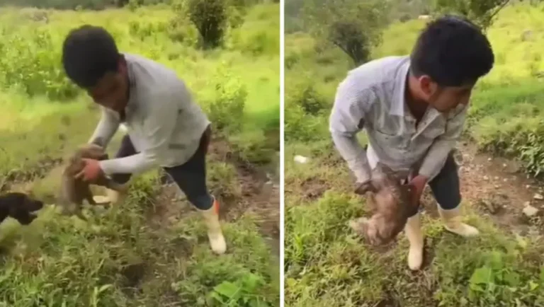 sujetos-lanzan-perros-zanja-risas