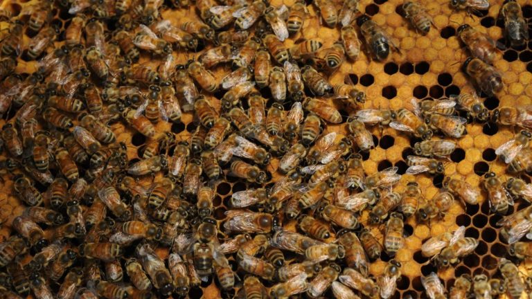 abejas-africanas-ataque-america-cali-colombia