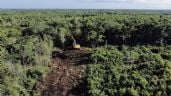 Foto ilustrativa de la nota titulada: La Sedena busca tirar 259 hectáreas más de selva para hacer rentable el Tren Maya